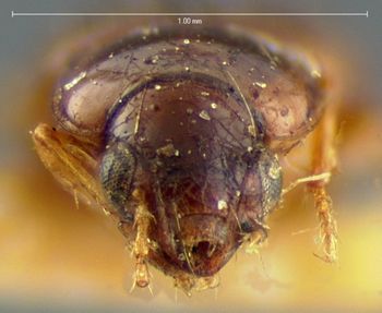 Media type: image;   Entomology 5583 Aspect: head frontal view
